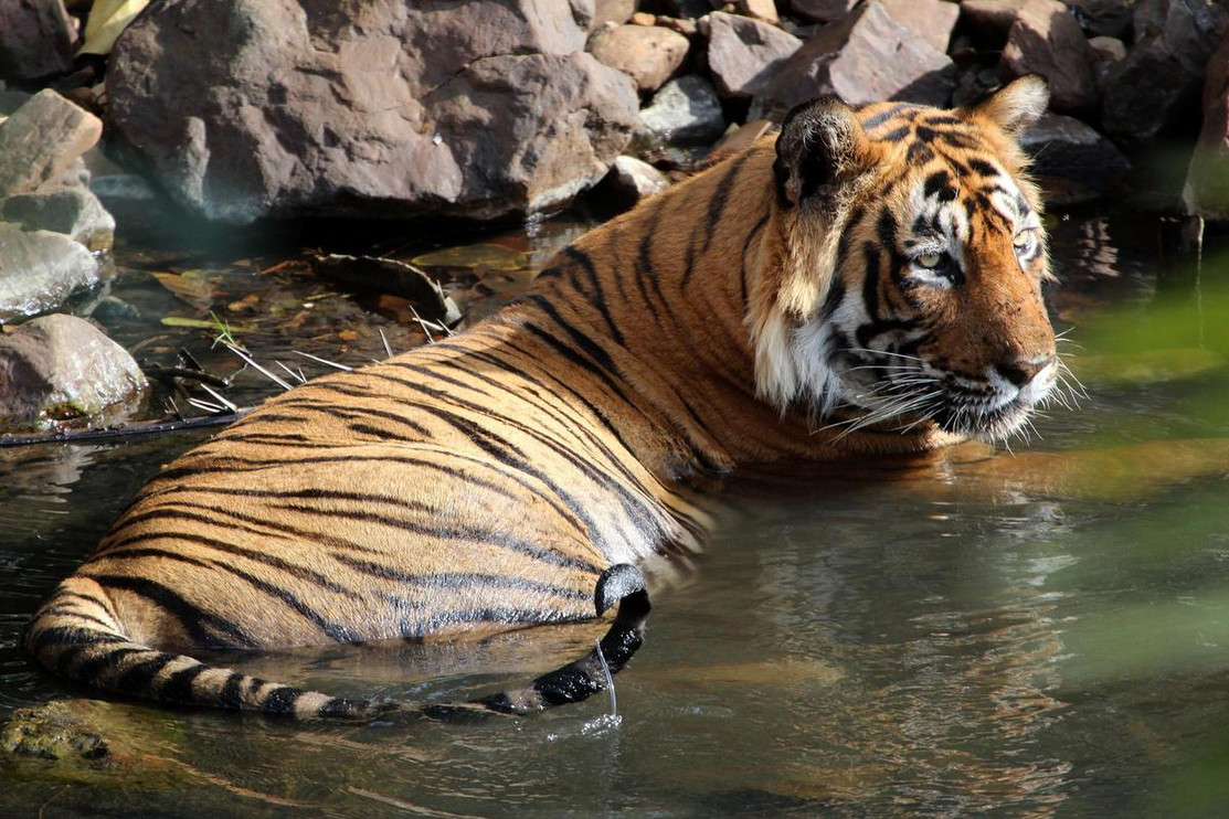 Tiger in pond